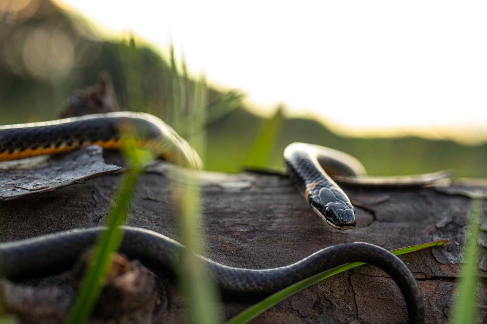 Southern Ringneck Snake - Snakes in North Carolina