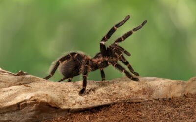 Poisonous Spiders in Gerogia