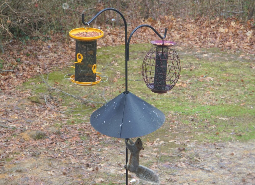 DIY Guide: Building An Effective And Affordable Squirrel Baffle ...