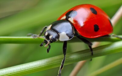 Interesting Facts about ladybugs