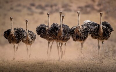 Interesting Facts About Ostriches