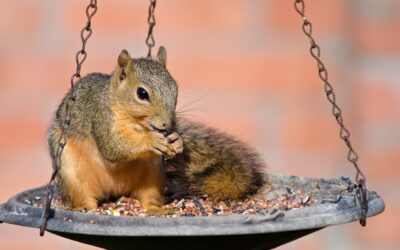 The Pros and Cons of Different Types of Squirrel Proof Bird Feeders