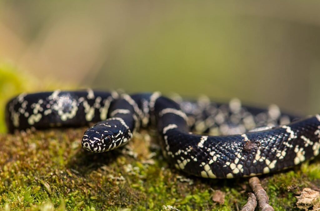 Interesting Facts About the Louisiana King Snake