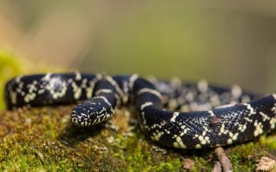 Interesting Facts About the Louisiana King Snake