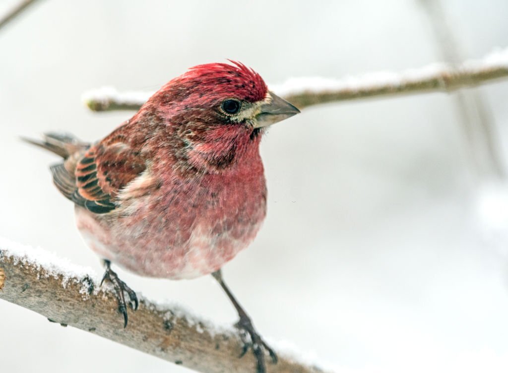 New Hampshire state bird in Snow