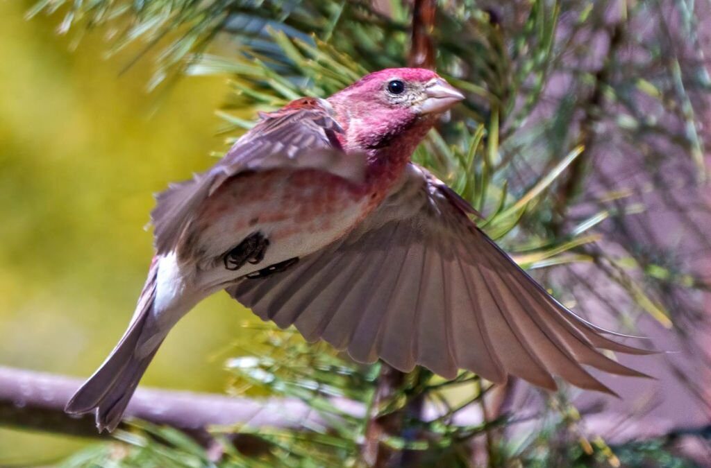 Purple Finch