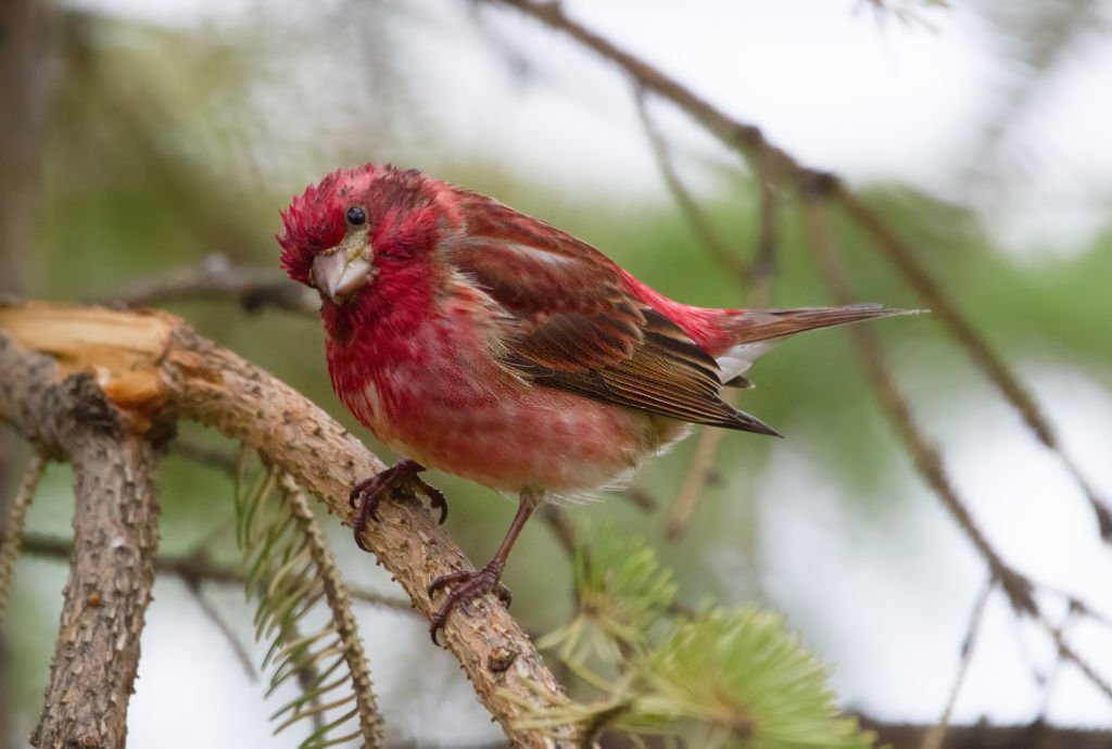 New Hampshire state bird sitting on Branch 