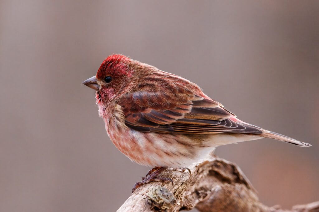 New Hampshire state bird lifespan