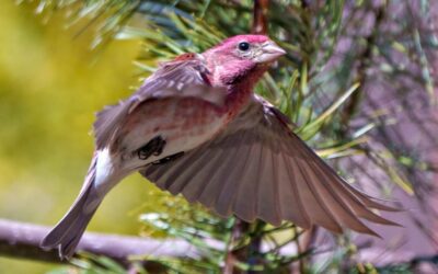 State Bird of New Hampshire – Facts & Figures