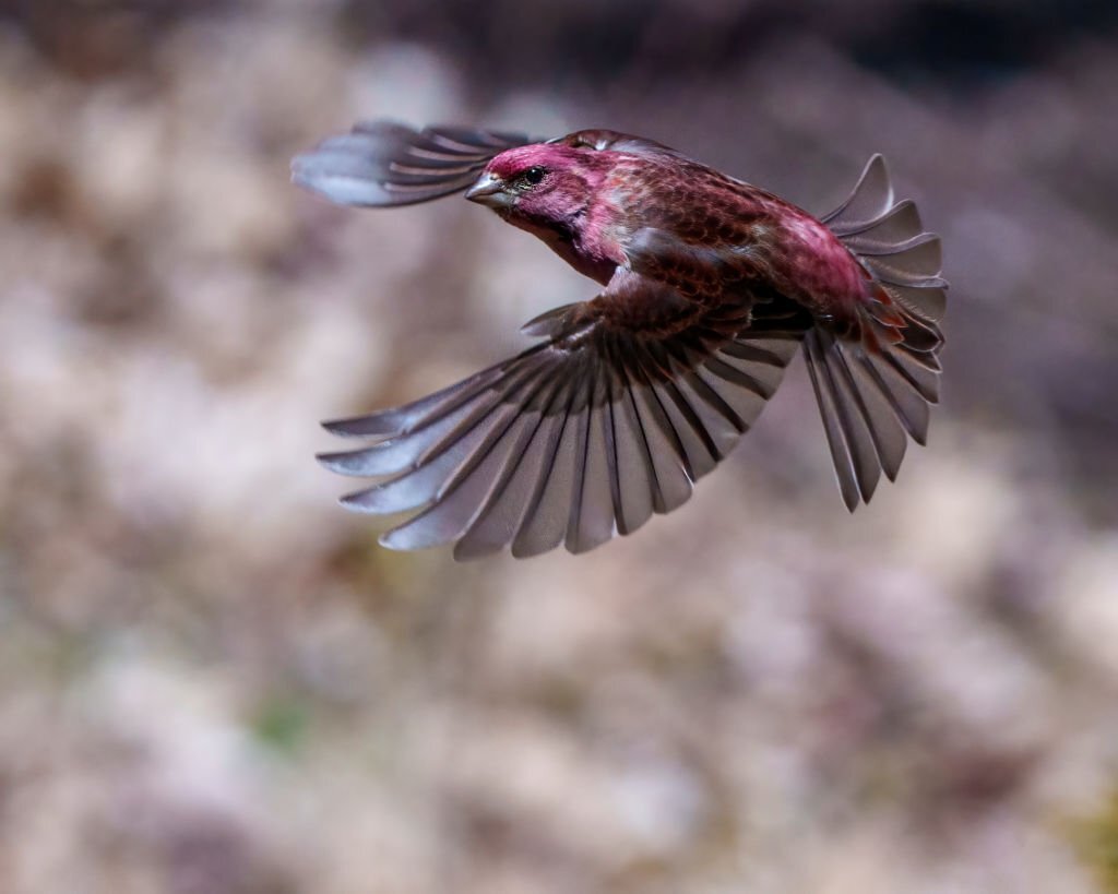 Purple Finch Flying with its Beautiful Red Colour Spread Wings