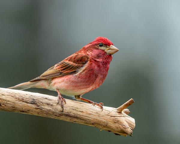 Purple Finch in New Hampshire State