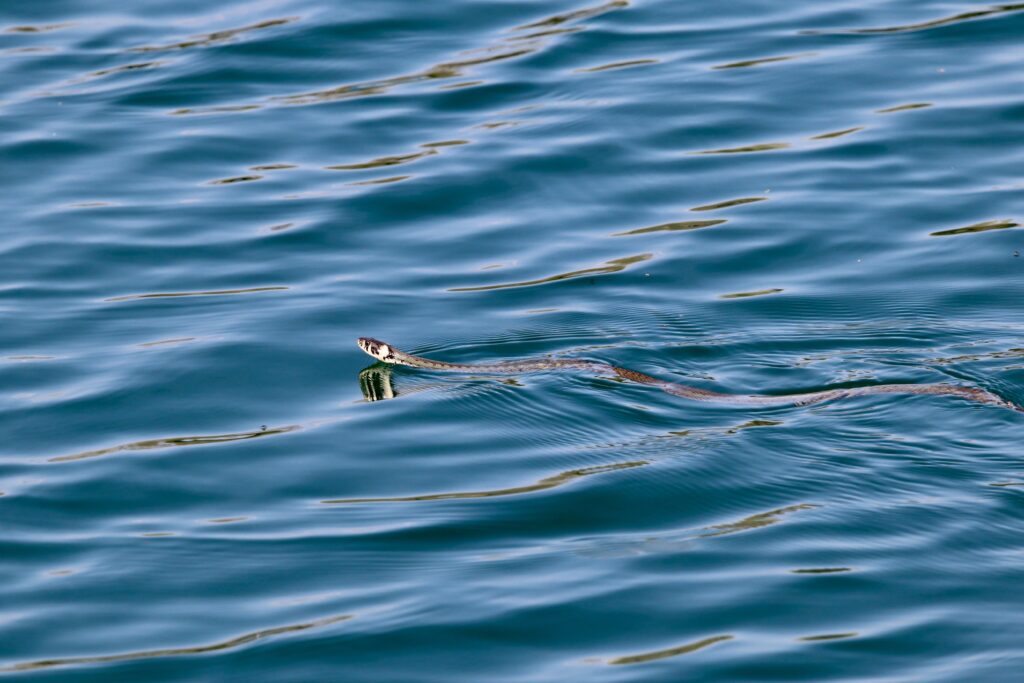 Water snake in Texas