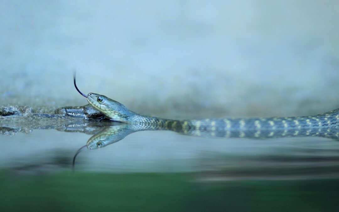 Water snakes in Texas