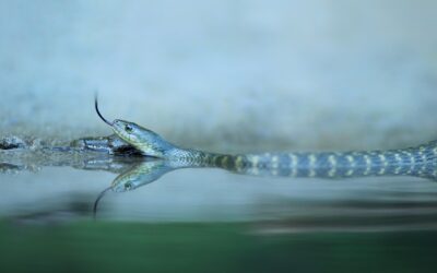 Exploring the Diet and Habits of Different Species of Water Snakes