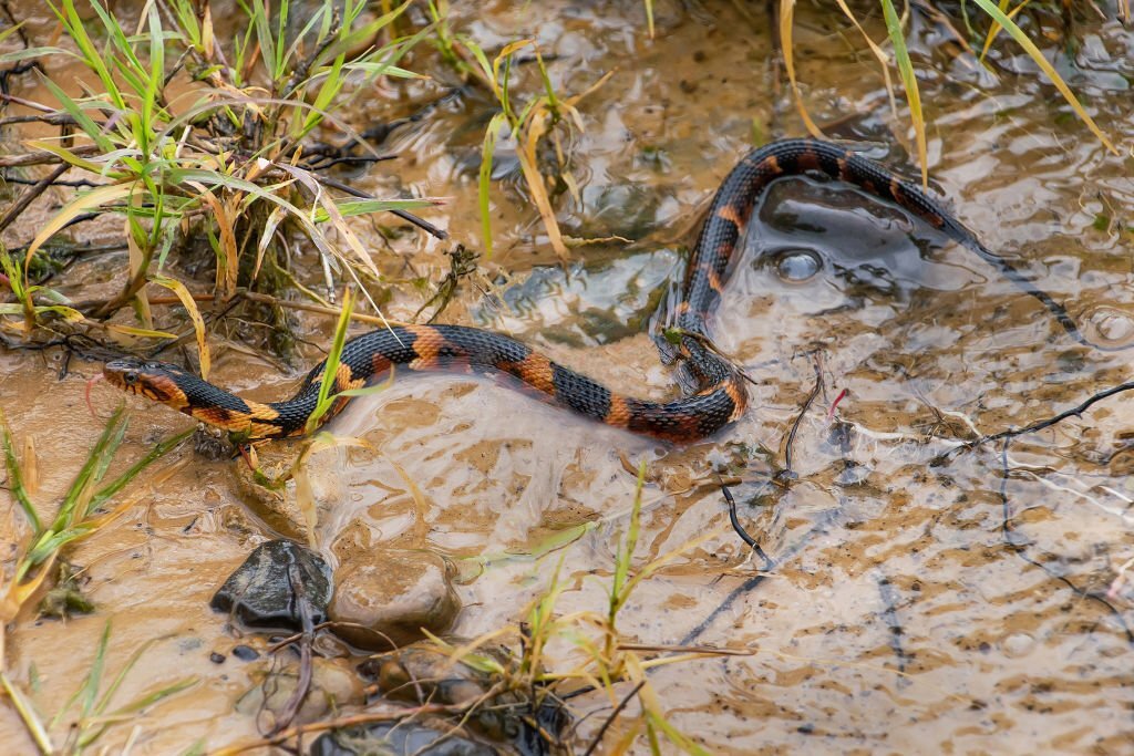 Water snake in Texas