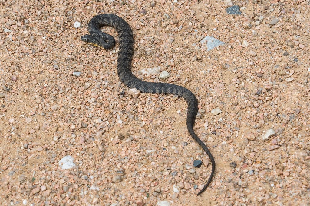 Water snake in Texas