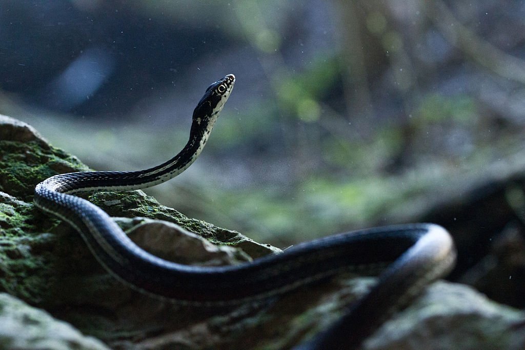 Water Snake in Texas