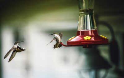 The Perfect Hummingbird Nectar Recipe: A Guide to Nourishing Your Feathere Friends