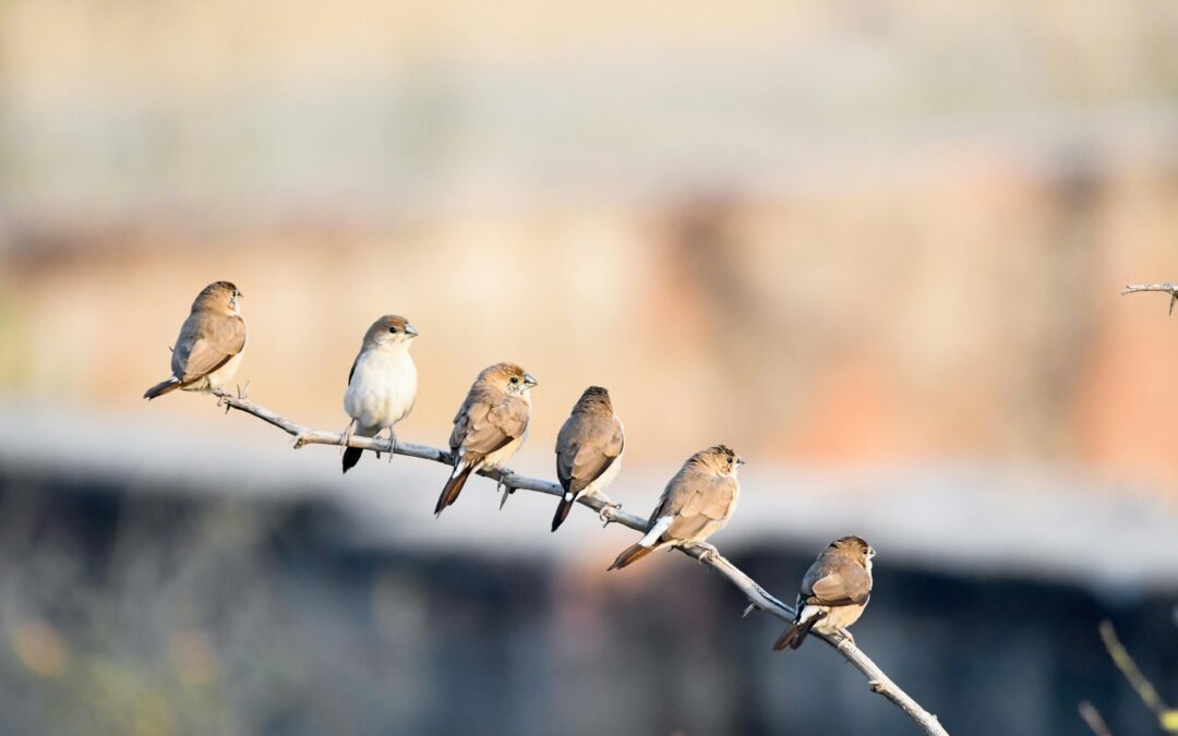 The Fascinating World of Brown Birds: A Closer Look at Our Feathered Friends