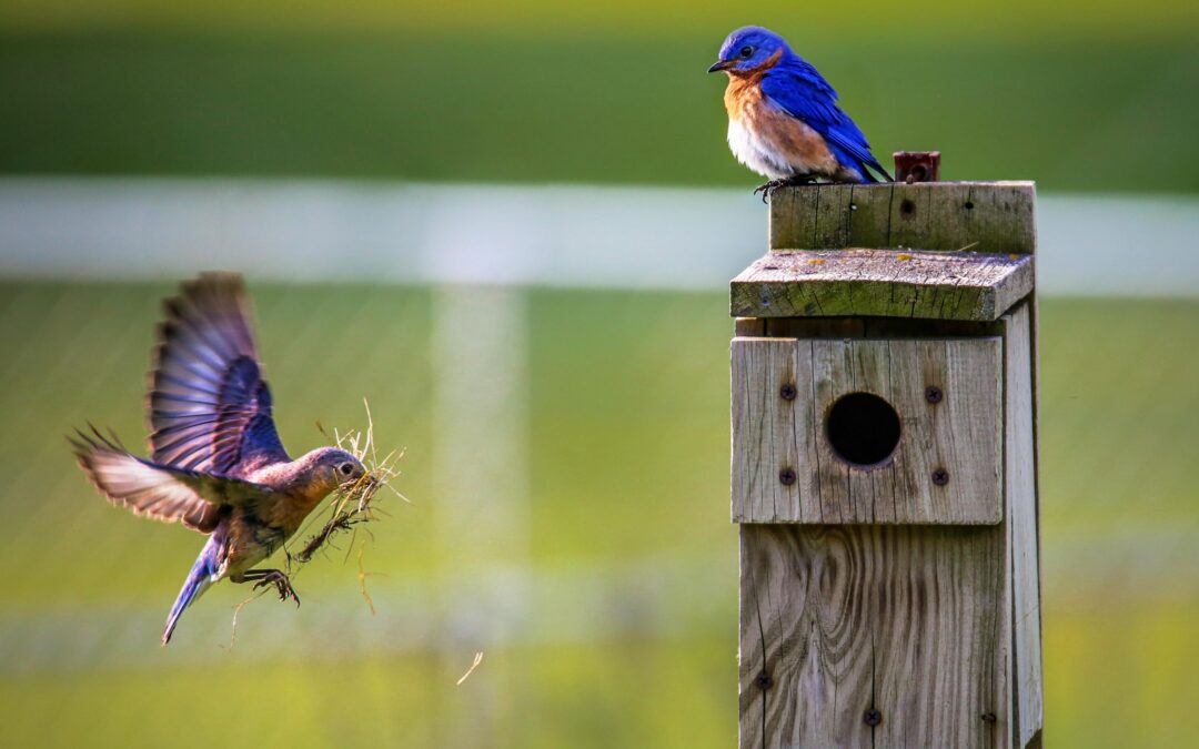 Create a Haven for Feathered Friends: DIY Bird House Plans