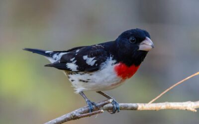 Discovering the Grosbeak Bird – A Colorful Charmer of the Skies