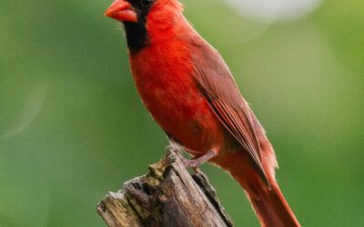 The Vibrant World of Red Birds: A Journey Into Their Lives