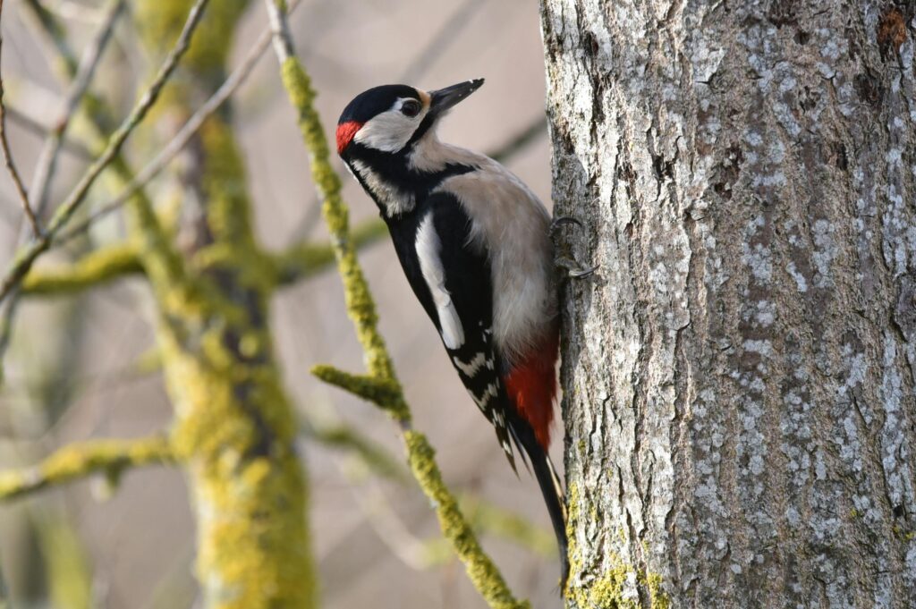 The Enigmatic World Of Woodpeckers: An In-Depth Exploration ...