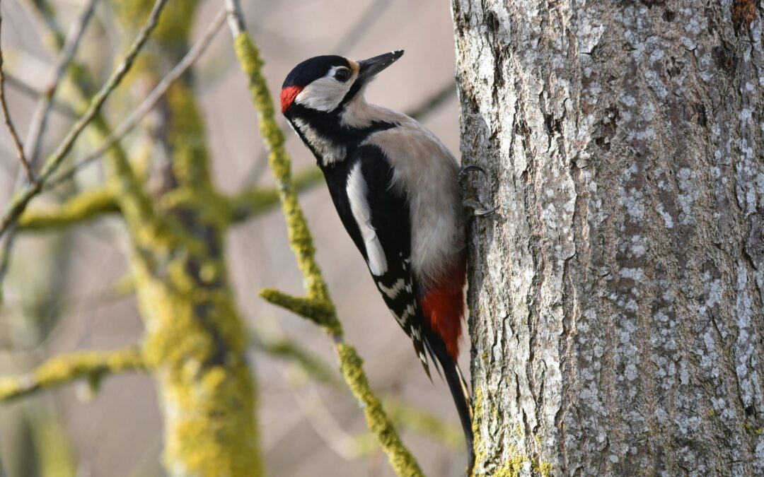 woodpeckers