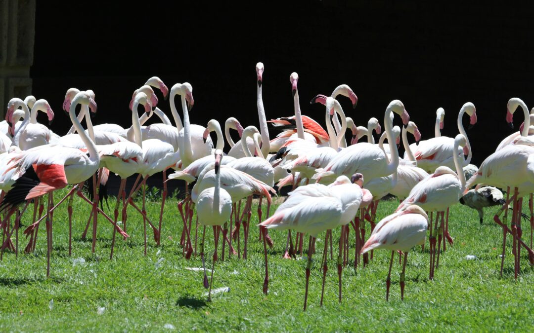 The Enigmatic World of White Birds: Understanding Their Significance and Diversity