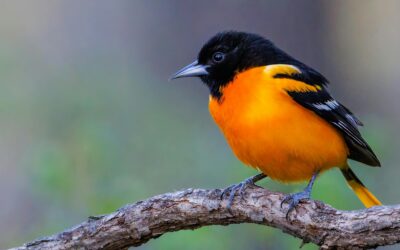 Discover the Vibrant World of Orioles: Types, Habits, and How to Attract Them to Your Garden