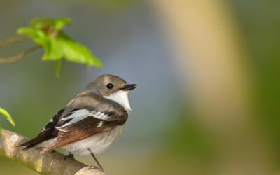 Warbler Wonders: A Journey into Their Vibrant World